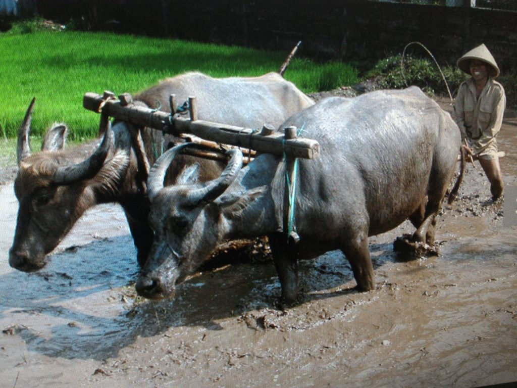 Bogor Halimun Adventure Gallery