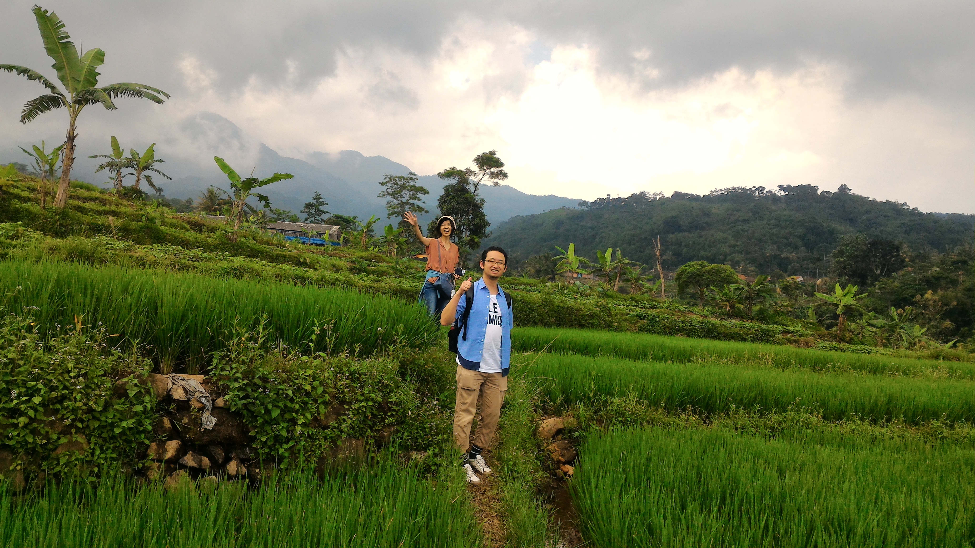 Tea Plantations and Rice Field