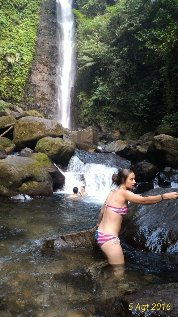 Tea Plantation Bogor Gallery